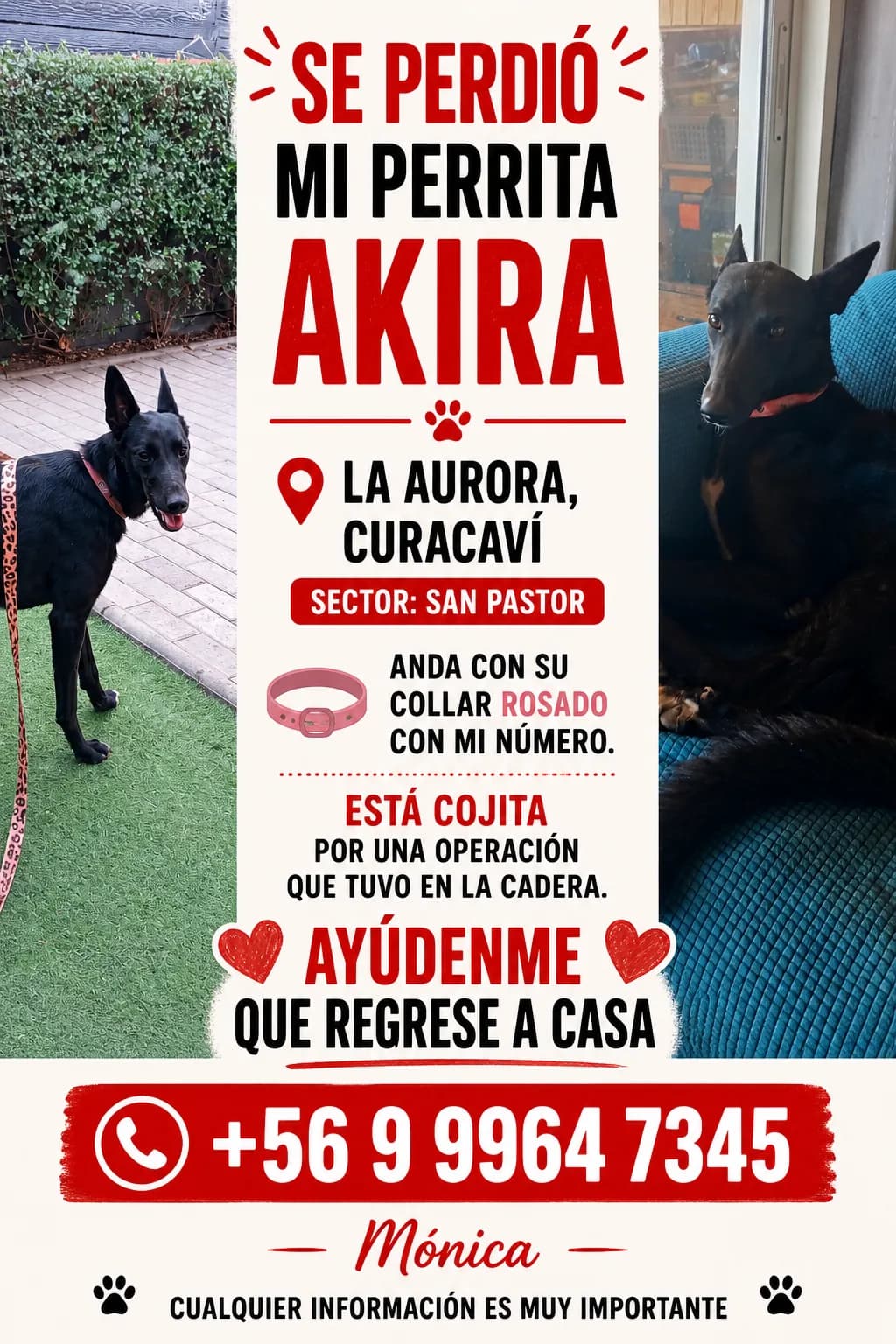 Perrita perdida Akira